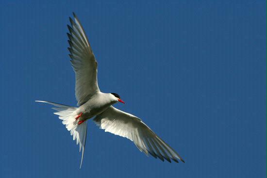 Arctic Tern, Olafsvik, Iceland